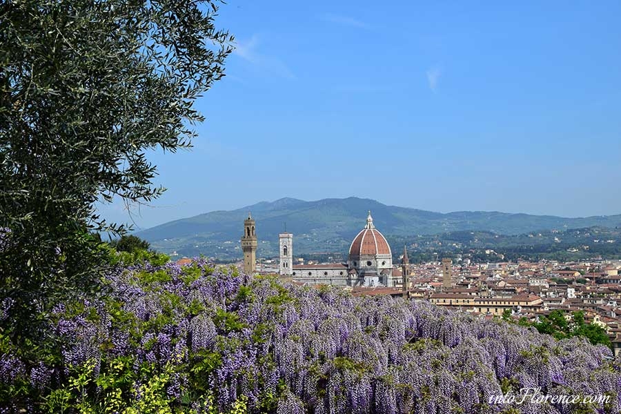 Wisteria Florence